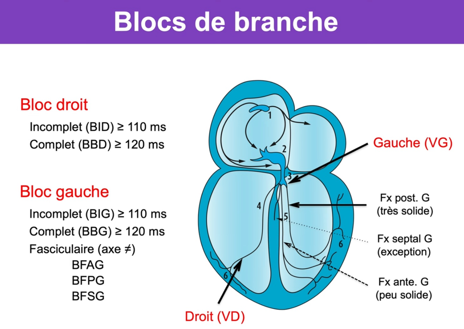 Anatomie blocs de branche — fascicules gauche (antérieur, postérieur, septal) et branche droite